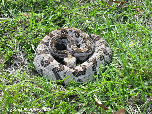 Canebrake Rattlesnake 020330.jpg [245 Kb]